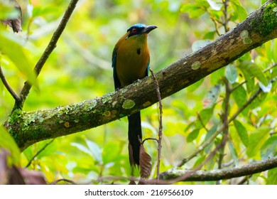 Momotus Momota Called Lionbird Venezuela Barranquero Stock Photo ...