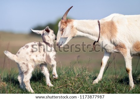Mom's love and solicitude for her little goatling Сток-фото © 