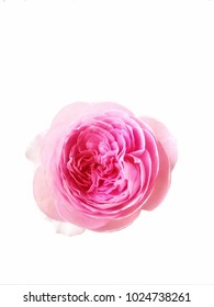 Mon Coeur Is Rose-pink, Lighter Edges. Moderate, Damask, Musk Fragrance.  It Bred By Takunori Kimura. Introduced In Japan. On The White Background.