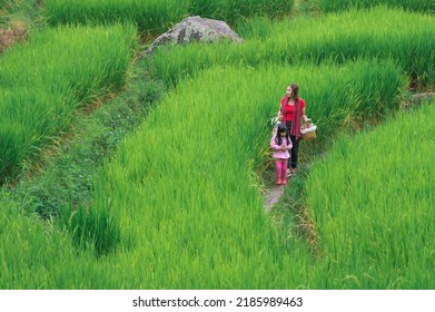 Mon and daughter walking at Ban pa pong piang rice terraces of chiangmai