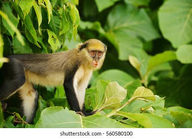 Mona monkey