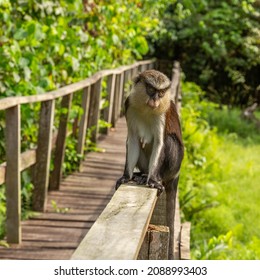 A mona monkey at Lekki conservation centre in Lagos Nigeria. They are found in western Africa between Ghana and Cameroon.