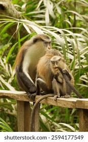 Mona Monkey in Lekki Conservation Centre