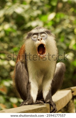 Mona Monkey in Lekki Conservation Centre