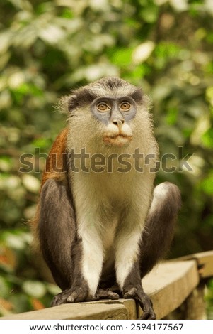Mona Monkey in Lekki Conservation Centre
