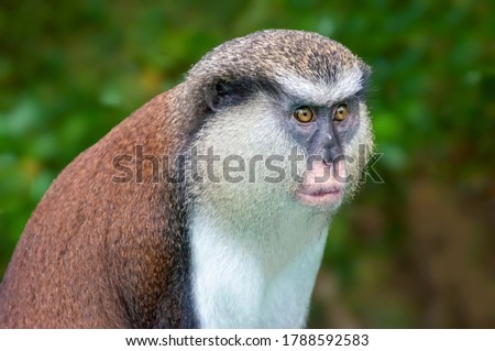 Mona Monkey portrait. Endangered primate in Grand Etang National Forest, Rainforest, Grenada, Caribbean Island, West Indies 