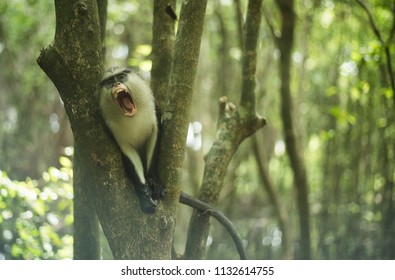 A Mona Monkey resting on a tree trunk