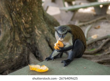 Mona monkey sits under a tree in a conservation area, holding and eating a donut. The photo shows human influence on primate behavior and adaptation in shared environments
