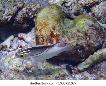 A Monacle Bream Swimming On The Reefs Of The Maldives.