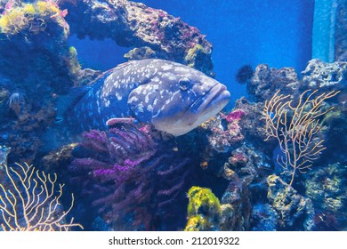 MONACO - JULY 8, 2014: Aquarium In Oceanographic Museum In Monaco - Museum Of Marine Sciences. Oceanographic Museum Is Home To The Mediterranean Science Commission.