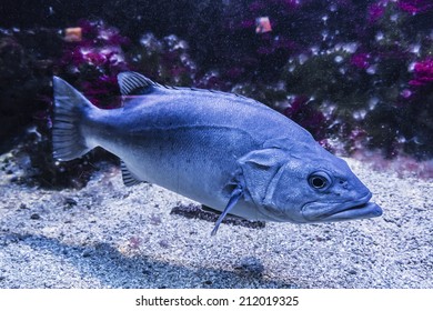 MONACO - JULY 8, 2014: Aquarium In Oceanographic Museum In Monaco - Museum Of Marine Sciences. Oceanographic Museum Is Home To The Mediterranean Science Commission.