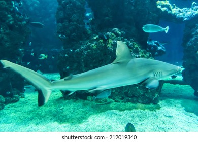 MONACO - JULY 8, 2014: Aquarium In Oceanographic Museum In Monaco - Museum Of Marine Sciences. Oceanographic Museum Is Home To The Mediterranean Science Commission.