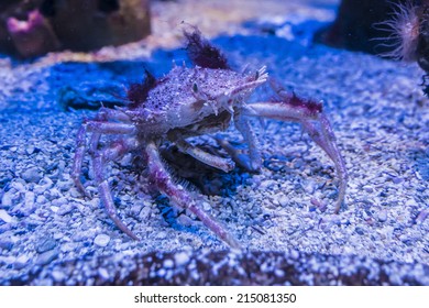 MONACO - JULY 8, 2014: Aquarium In Oceanographic Museum In Monaco - Museum Of Marine Sciences. Oceanographic Museum Is Home To The Mediterranean Science Commission.