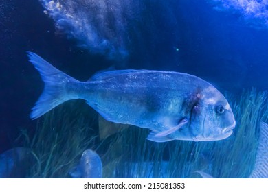 MONACO - JULY 8, 2014: Aquarium In Oceanographic Museum In Monaco - Museum Of Marine Sciences. Oceanographic Museum Is Home To The Mediterranean Science Commission.