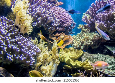 MONACO - JULY 8, 2014: Aquarium In Oceanographic Museum In Monaco - Museum Of Marine Sciences. Oceanographic Museum Is Home To The Mediterranean Science Commission.