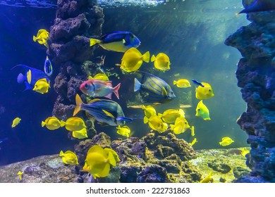 MONACO - JULY 8, 2014: Aquarium In Oceanographic Museum In Monaco - Museum Of Marine Sciences. Oceanographic Museum Is Home To The Mediterranean Science Commission.