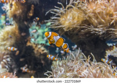 MONACO - JULY 8, 2014: Aquarium In Oceanographic Museum In Monaco - Museum Of Marine Sciences. Oceanographic Museum Is Home To The Mediterranean Science Commission.