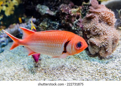 MONACO - JULY 8, 2014: Aquarium In Oceanographic Museum In Monaco - Museum Of Marine Sciences. Oceanographic Museum Is Home To The Mediterranean Science Commission.