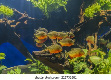 MONACO - JULY 8, 2014: Aquarium In Oceanographic Museum In Monaco - Museum Of Marine Sciences. Oceanographic Museum Is Home To The Mediterranean Science Commission.