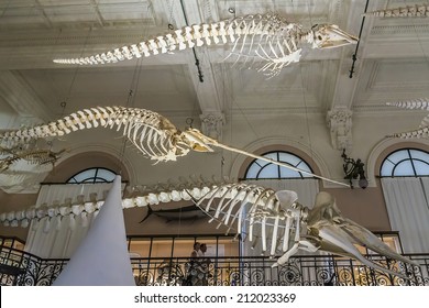 MONACO - JULY 8, 2014: Interior Of Oceanographic Museum In Monaco - Museum Of Marine Sciences. Oceanographic Museum Is Home To The Mediterranean Science Commission.