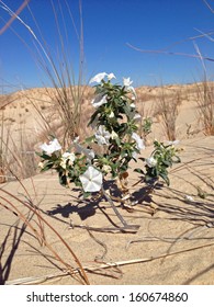 Monahans Sandhills State Park, Texas