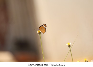 Monarch Butter fly seating on the single little yellow and white flower