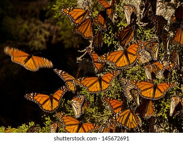 Monarch Butterflies - Powered by Shutterstock