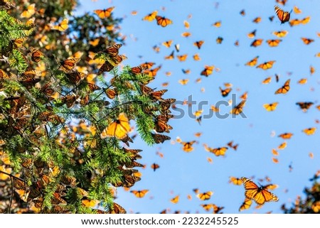 Monarch butterflies (Danaus plexippus) are flying on the backgro