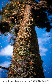 Monarch Butterflies During Migration Resting, Copulating And Eating On A Tree