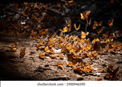 Monarch Butterflies During Migration Resting, Copulating And Eating On Water Stream