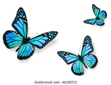 Monarch Butterflies Isolated on White Flying towards center of frame