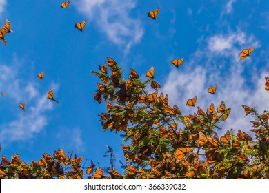 Monarch Butterflies on tree branch in blue sky background, Michoacan, Mexico
				