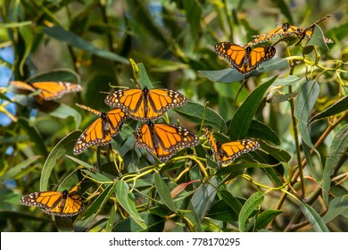 Monarch Butterflies At Pismo Beach Monarch Butterfly Grove