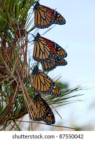 Monarch Butterflies Resting During Migration