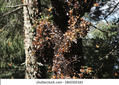 Monarch Butterflies, Sanctuary, State Of Mexico