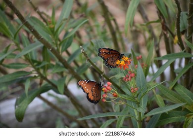 Monarch Butterflies In A South Texas  Park. 