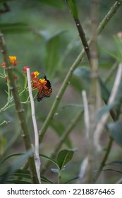 Monarch Butterflies In A South Texas  Park. 