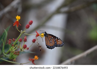 Monarch Butterflies In A South Texas  Park. 