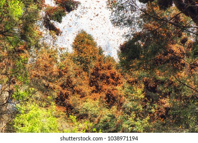 Monarch Butterflies Spring Awakening In Mexico