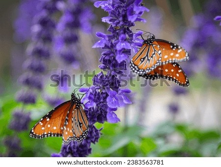 Monarch butterflies stopping for a meal during their migration.