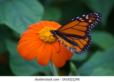 Monarch Butterfly On Flowers Images Stock Photos Vectors Shutterstock