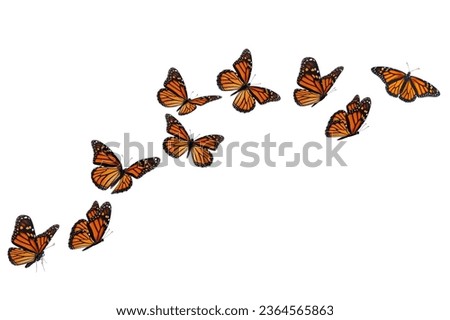 Monarch Butterflies in various flying isolated on white background.