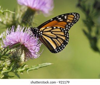 Monarch Butterfly