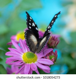 Monarch Butterfly art
