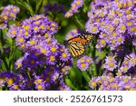 Monarch butterfly and asters in early autumn at Norfolk Botanical Gardens.