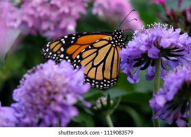 Monarch Butterfly Beauty	with Incredible details in a Purple Flurry of Flowers		 - Shutterstock ID 1119083579