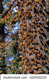 Monarch Butterfly Biosphere Reserve, Michoacan, Mexico