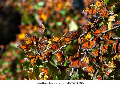 Monarch Butterfly Biosphere Reserve, Michoacan, Mexico