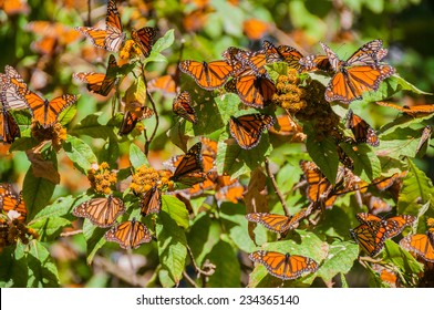 Monarch Butterfly Biosphere Reserve, Michoacan (Mexico)