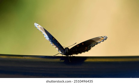  Mariposa monarca azul